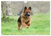 Altdeutsche Schäferhunde - Traumhafte Schäferhunde Produktbild-Vorschau 9