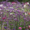 Bloomique - 3er Set - Verbena Bonariensis - Ironhard - Produktbild-Vorschau 4