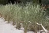 Ammophila arenaria, Strandhafer, ca. 11x11 cm Topf Produktbild-Vorschau 1