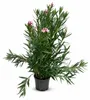 Oleander Semplice Rosa 120–140 cm – Rosa blühender Produktbild-Vorschau 4