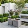 2x Lavandula Stoechas Anouk Stam P12 H30 Produktbild-Vorschau 2