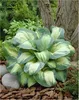Stauden Gänge 1 x Hosta sieboldiana 'Great Expectations' im Produktbild-Vorschau 1