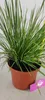 Set di 3 erbe lampone - Pennisetum alopecuroides Anteprima dell’immagine prodotto 2