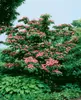 Cornus kousa 'Satomi', Japanischer Blumen-Hartriegel, rosa Produktbild-Vorschau 10
