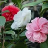 GreenboutiQ - Sträucher - Camelia japonica Tricolour - Produktbild-Vorschau 5