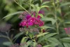 Spiraea japonica 'Anthony Waterer', Rote Sommerspiere, Produktbild-Vorschau 8