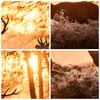 Bilder auf glas - Deer Heidekraut Tier - 50x50cm - Produktbild-Vorschau 8