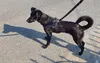 A black dog wearing a harness stands on an asphalt surface. Podgląd zdjęcia produktu