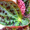 Begonia selvatica - Begonia ferox - pianta dal fogliame Anteprima dell’immagine prodotto 2