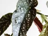 Bloomique - Begonia Maculata - Punkt-Begonie - Punktpflanze Produktbild-Vorschau 2