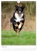 Australian Shepherds (Wandkalender 2027 DIN A4 hoch), Produktbild-Vorschau 7