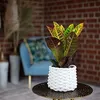 2er-Set Wunderstrauch 'Petra' - Codiaeum Petra - Höhe ca. Produktbild-Vorschau 4