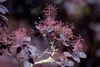 Cotinus coggygria 'Royal Purple', Perückenstrauch, Produktbild-Vorschau 10