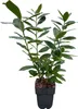 Prunus laurocerasus Novita - Pianta da siepe - Foglia verde Anteprima dell’immagine prodotto 4