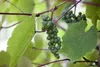 Vitis vinifera coignetiae, Zierwein, 60–100 cm Produktbild-Vorschau 4