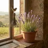 3x Lavandula ang. Munstead P9 H20 Produktbild-Vorschau 4