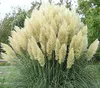 Stauden Gänge 10 x Cortaderia selloana 'White' im 1 Liter Produktbild-Vorschau 1