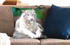 MuchoWow® Zierkissen Sofakissen Wohnzimmer Dekokissen 50x50 Produktbild-Vorschau 2