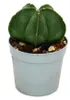 Astrophytum myriostigma nudum - Nahá biskupská mitra - v Náhled obrázku produktu 1