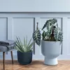 Two potted plants are displayed in a room with light gray paneled walls and a wooden floor. A gray blanket is draped over a stool on the left. Produktbild-Vorschau