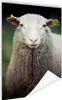MuchoWow® Poster Porträt eines Schafes 80x120 cm - Produktbild-Vorschau 1