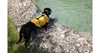 Dog Swimmer gilet de sauvetage pour chien orange, M Voir les images du produit 2