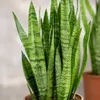 2x Bogenhanf, pflegeleichte Zimmerpflanzen, Sansevieria Produktbild-Vorschau 5