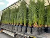 Palme Phoenix Canariensis HÖHE ca. 180 cm Winterhart bis Produktbild-Vorschau 7