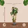 Trendyplants - Polyscias Fabian - Arálie - pokojová Náhled obrázku produktu 4