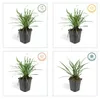 Půdopokryvná rostlina – liliovec – Liriope muscari 'Big Náhled obrázku produktu 4