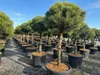 Pinus Sylvestris 170 cm Waldkiefer winterhart -30°C Produktbild-Vorschau 1