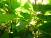Männliche Kiwi-Pflanze 'Bestäuber' im 1L Topf, winterhart, Produktbild-Vorschau 5