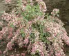 Weigela florida 'Nana Variegata', Weigelie, buntlaubig, Produktbild-Vorschau 1