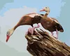 Zuty - Malen nach Zahlen - ENTEN AUF EINEM BAUMSTAMM (D. Produktbild-Vorschau 1