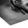 MuchoWow® MuchoWow® Gerahmtes Poster Tierprofil Labrador Produktbild-Vorschau 7