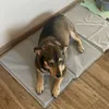 Purlov 25531 Kühlmatte für Hunde oder Katzen, 90 x 50 cm, Produktbild-Vorschau 13