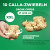 Bulbes de callas, résistants au froid, vivaces - Voir les images du produit 5