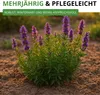 Ysop Mehrjährig Samen - Hyssopus officinalis - Ysopsamen - Produktbild-Vorschau 6