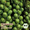 Samenliebe  Rosenkohl Samen | Brüsseler Rosenkohl - Produktbild-Vorschau 4