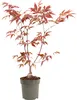 Érable du Japon - Acer palmatum 'Atropurpureum' - Hauteur Voir les images du produit 1