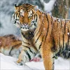 Korsch Kalender 2027 Big Cats Wildlife-Fotografien mit Produktbild-Vorschau 5