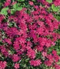 BALDUR Garten 4er Winterharter Bodendecker Phlox-Mix Produktbild-Vorschau 6