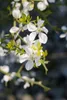 Poncirus trifoliata, Bitterorange, 60–80 cm Produktbild-Vorschau 9