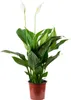 Feuille unique avec 3-5 fleurs/bourgeons - Spathiphyllum Voir les images du produit 1