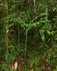 Hewitts Aronstab (Amorphophallus hewittii) - 1 gekeimter Produktbild-Vorschau 2