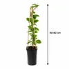 Lonicera heckrottii Goldflame 60–80 cm – Duftendes Produktbild-Vorschau 5