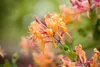 Lonicera henryi, immergrüne Geißschlinge, 40–60 cm Produktbild-Vorschau 1