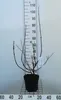 Viburnum bodn. 'Dawn' - Schneeball 50- 60 cm - Container Produktbild-Vorschau 2