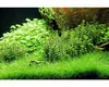 Dennerle Rotala indica In-Vitro Aquarienpflanze 7 cm Produktbild-Vorschau 3