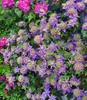 BALDUR Garten Gefüllte 1x Clematis Taiga®, Pflanze im 11 Produktbild-Vorschau 3